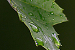 Leaf